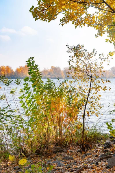 乌克兰基辅第聂伯河附近有黄色和橙色叶子的杨树 天空柔和多云 — 图库照片