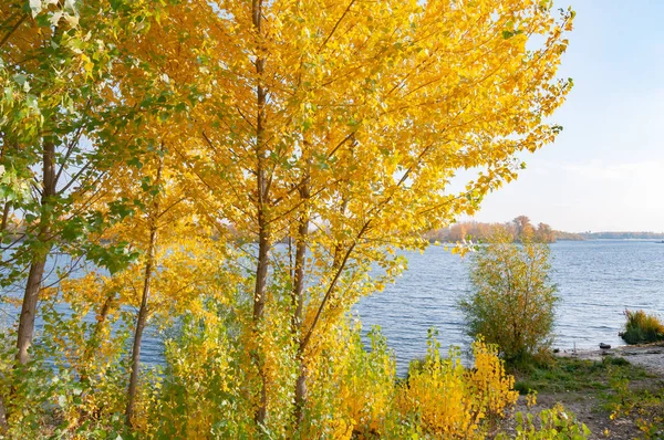Árvores Álamo Com Folhas Amarelas Laranja Perto Rio Dnieper Kiev — Fotografia de Stock