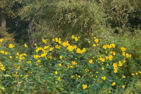 Yellow Helianthus Tuberosus Jerusalem Artichoke Flower Growing Forest — Stock Photo, Image