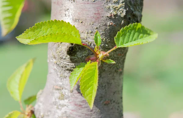 Europejskiej Lub Wspólne Grabu Carpinus Betulus Pozostawia Pod Silnym Wiosna — Zdjęcie stockowe