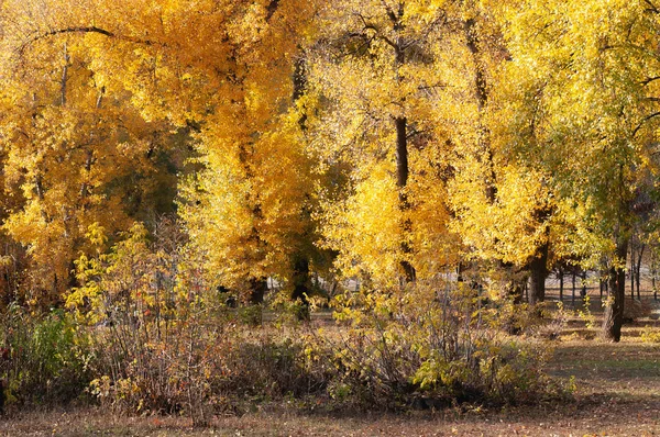 Populieren met gele en oranje bladeren dicht bij de rivier, ik — Stockfoto