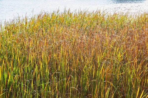 Typha Latifolia close to the blue Dnieper river — Stock Photo, Image