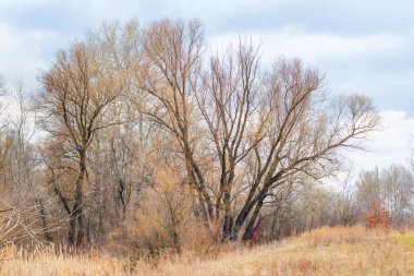 Kışın melankolik ağaç