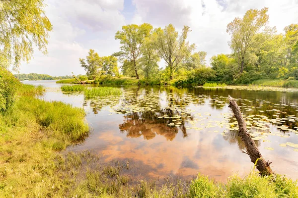 Canne e ninfee nel fiume — Foto Stock