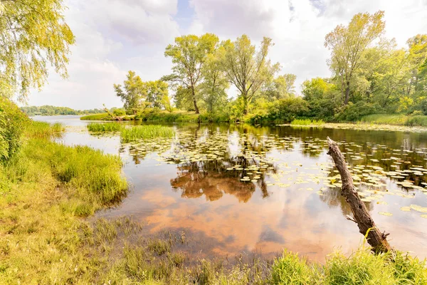 Rákosí a lekníny v řece — Stock fotografie