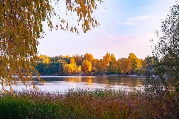 Árboles cerca del río — Foto de Stock