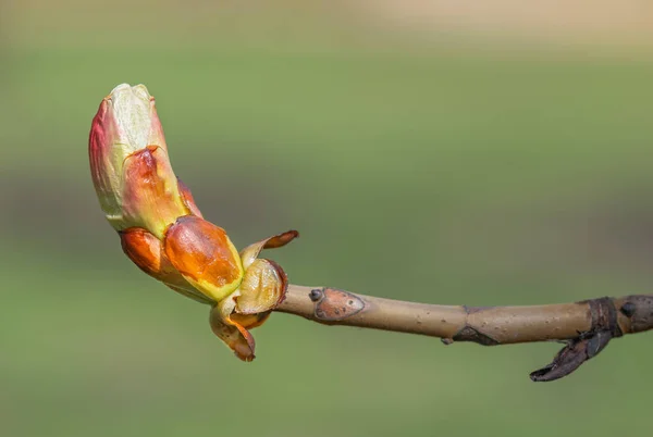 Un brote de castaño de Indias — Foto de Stock