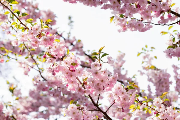 Flores Sakura blancas y rosadas —  Fotos de Stock