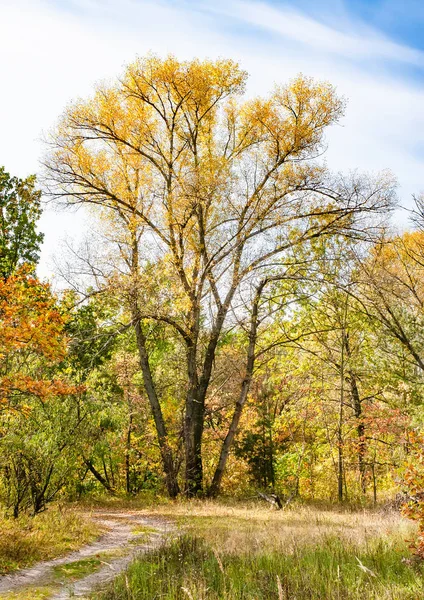 Zonnige herfst in het bos — Stockfoto