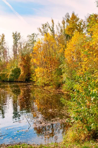 Bomen dicht bij de rivier — Stockfoto