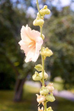 Pembe Alcea Rosea