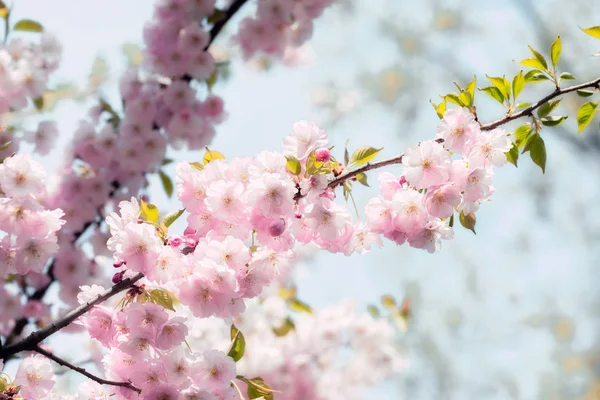 Fleurs Sakura rêveuses — Photo