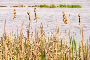 Typha Latifolia Saz Detay