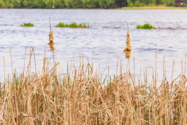 Typha Latifolia Reed Detalhe — Fotografia de Stock