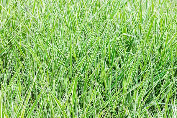 Green and White Phalaris Arundinacea — Stock Photo, Image