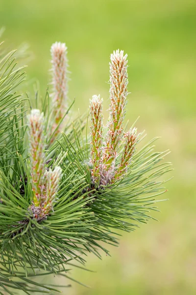 Pine Tree kvinnlig blomma — Stockfoto