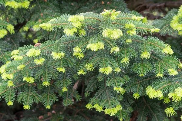 Abies nordmanniana Gönderen İhale Yeşil İğneler — Stok fotoğraf