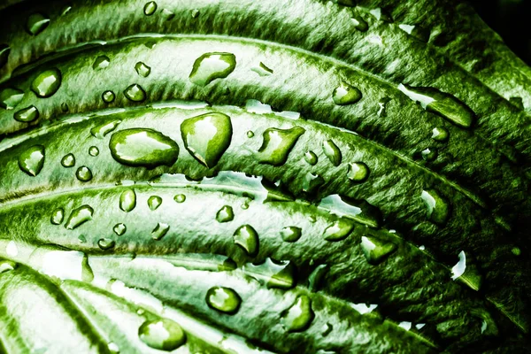 Hosta Leaf with Rain Drops — Stock Photo, Image