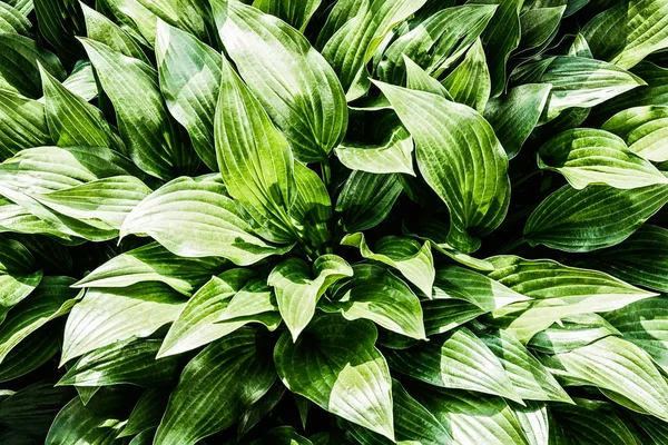 Grüne Hosta-Blätter — Stockfoto
