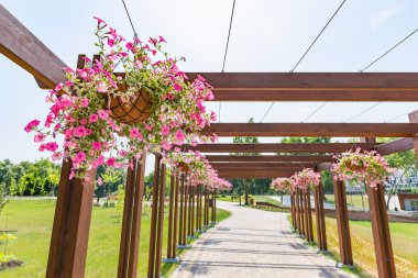 Pembe Petunya gül asılı Bahçe