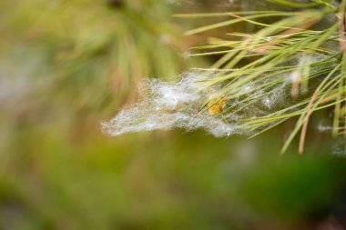 Çam iğneleri içinde sıkışmış Poplar tohumları