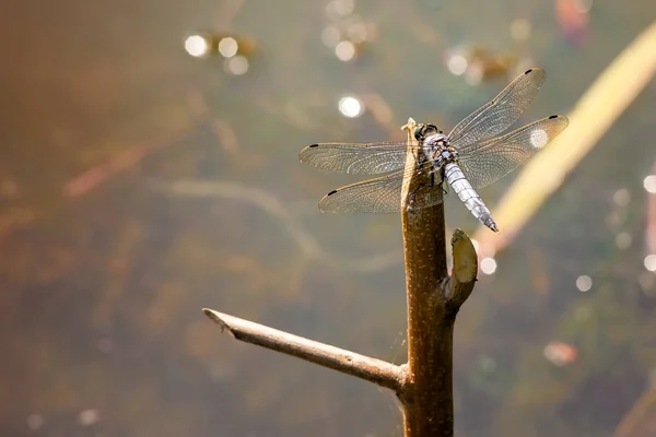 Dragonfly on a Branch — Stock Photo, Image