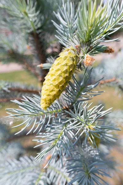 Blue spruce young cone — Stock Photo, Image