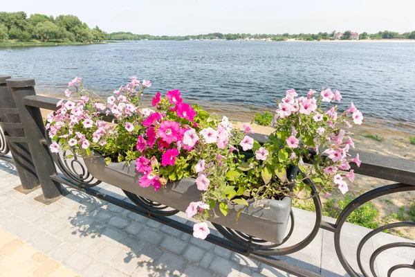 Jardín colgante de rosa petunia rosa — Foto de Stock