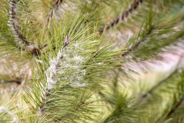 Poplar seeds trapped in pine needles — Stock Photo, Image