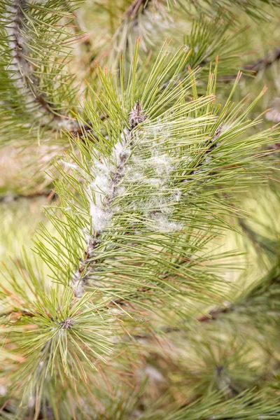 Poplar seeds trapped in pine needles — Stock Photo, Image