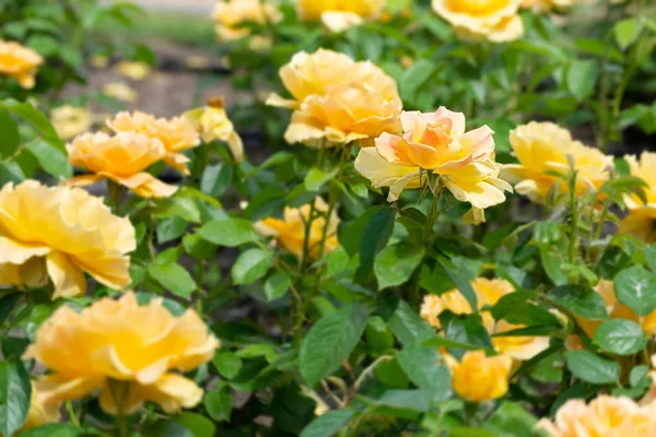 Rosas Amarelas Jardim Sob Sol Primavera Suave — Fotografia de Stock