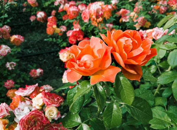 Mawar Oranye Taman Bawah Matahari Musim Semi Yang Lembut — Stok Foto