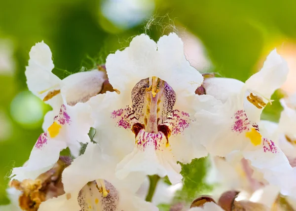 Macro photo of Catalpa bignonioides flowers — Stock Photo, Image