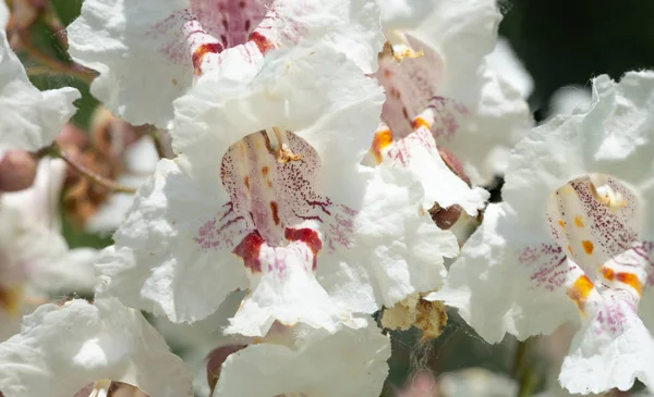 Macro foto de Catalpa bignonioides flores —  Fotos de Stock