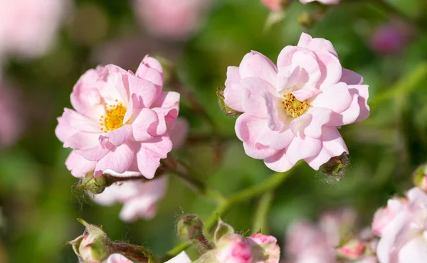 Rosa La rosa de hadas en un jardín —  Fotos de Stock