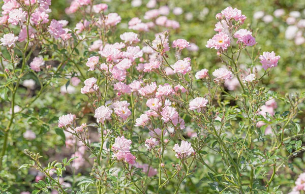 Rosa Las rosas de hadas en un jardín —  Fotos de Stock