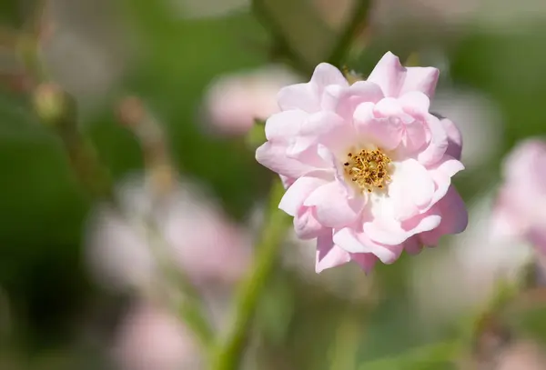 Rosa La rosa de hadas en un jardín —  Fotos de Stock