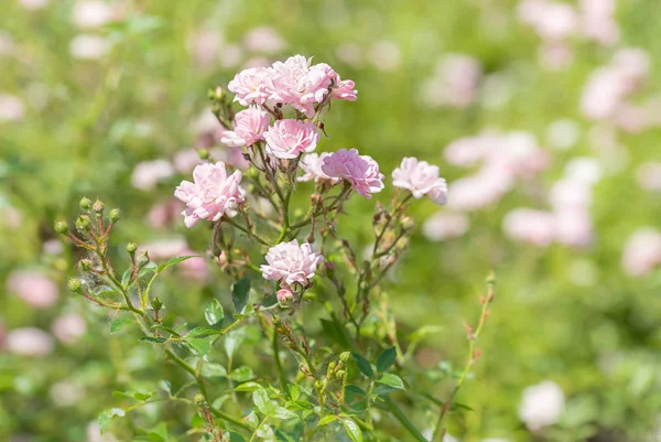 Rosa Las rosas de hadas en un jardín —  Fotos de Stock