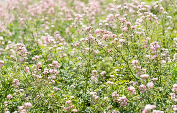 Pink The Fairy rosor i en trädgård — Stockfoto