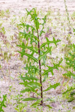 Lactuca serriola kumda büyüyen
