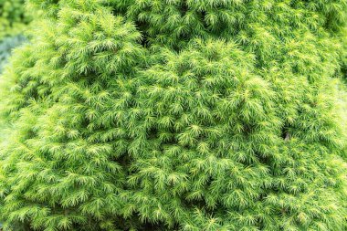 Genç Picea Abies Nidiformis Ağacı