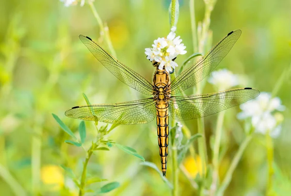 Yellow Dragonfly — Stock Photo, Image