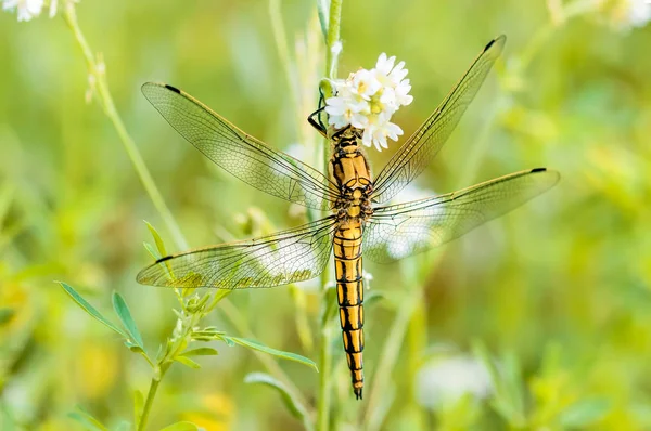 Yellow Dragonfly — Stock Photo, Image