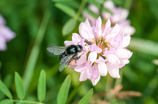 Abeja negra alimentándose de una flor de trébol —  Fotos de Stock