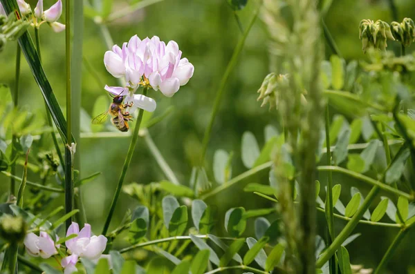 Пчела кормящаяся на клевере — стоковое фото