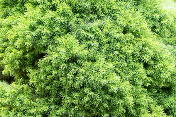 Young Picea Abies Nidiformis Tree — Stock Photo, Image
