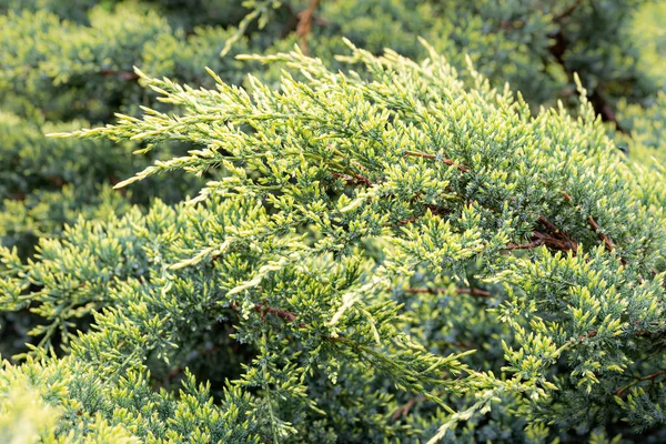 Juniperus Horizontalis "Alfombra dorada" Árbol — Foto de Stock