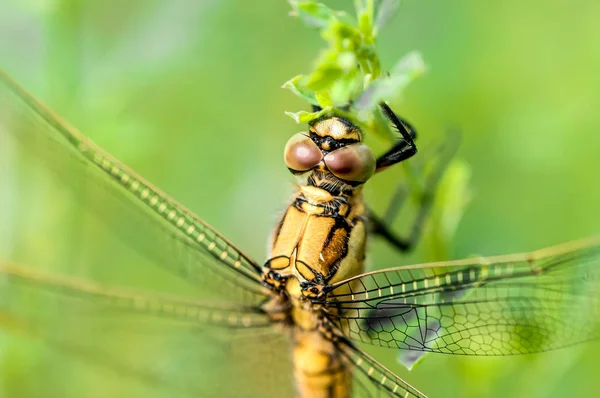 Yellow Dragonfly — Stock Photo, Image