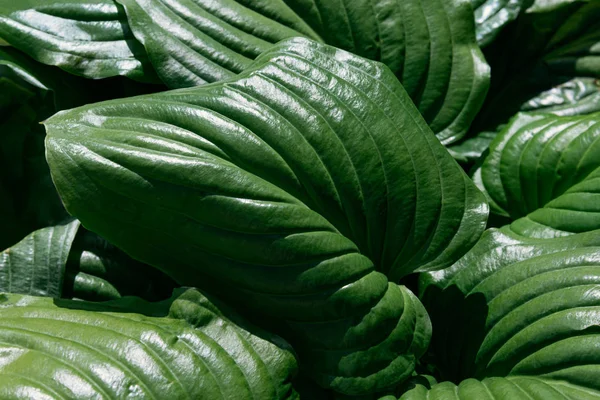 Foglie di Hosta verde sotto il sole — Foto Stock