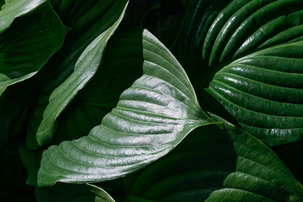 Green Hosta Leaves under the sun — Stock Photo, Image